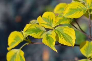 Flowering Dogwood Rainbow