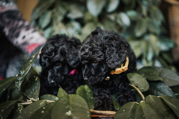 Two adorable black miniature black poodle puppies posing. Indoors shot on natural light.