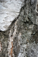 Common birch