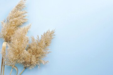 Dry pampas grass reeds agains on a blue background 