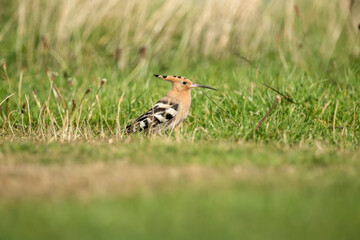 Hoopoe, close up, looking for food on the grass, next to a beach in Scotland in the Autumn.