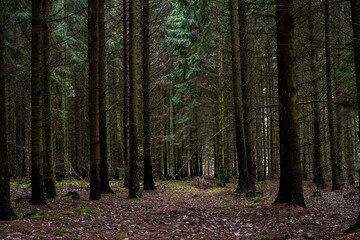 A beautiful dark pine forest. Picture from Scania county, Sweden
