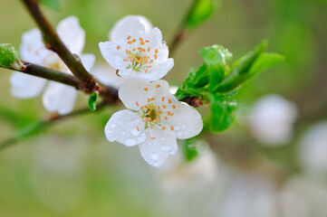 Obraz premium Blossoming garden