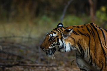 Tigress in the wild