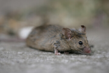 House Mouse