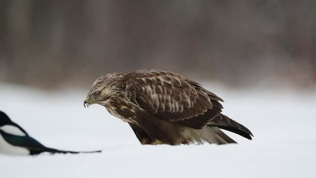 Rough-legged buzzard ( Buteo lagopus ) in winter scenery	