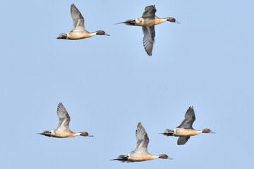 Northern Pintail Ducks Are Flying Under The Sky