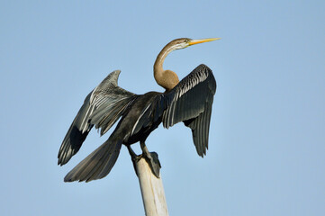 Oriental Darter Bird Is Sitting On A Pole