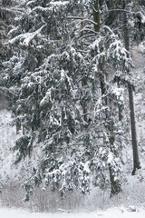 conifer tree snow covered winter scenery