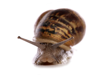 Common Garden Snail