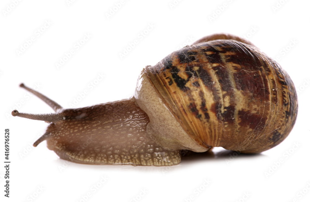 Wall mural common garden snail