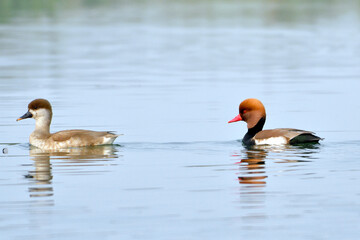 Red Crested Pochard Birds Are Swimming In The Water