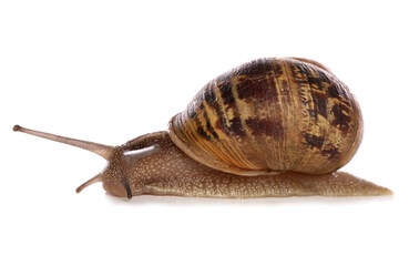 Common Garden Snail