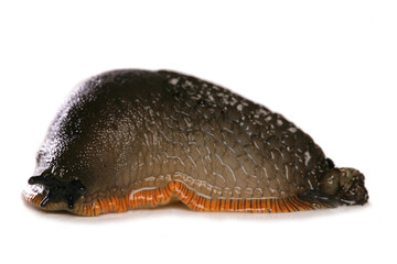 Common Slug