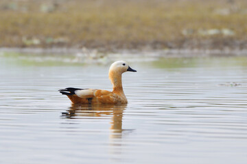 Ruddy Shelduck Is Swimming In The Wetland