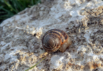 An ordinary garden snail on a stone against a blurred background, illuminated by the sun.