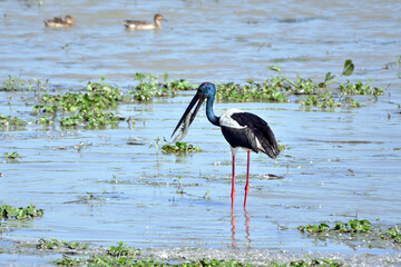 Stork Bird Catches A Big Fish On The Wetland