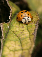 Harlequin Ladybird