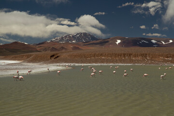 Andean flamingos in the pure water lake high in the mountains. View of Phoenicoparrus andinus flock of birds in lake Laguna Brava, very high in the Andes cordillera in La Rioja, Argentina.