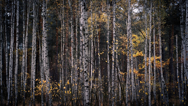Birch forest background © EvhKorn