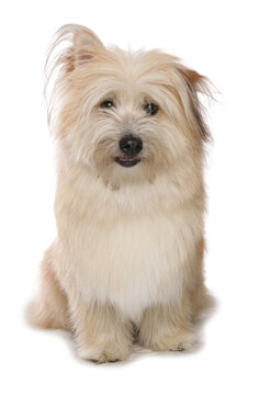 shichon