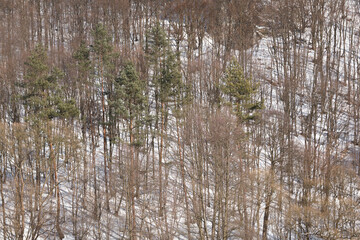 snowy forest view from distance