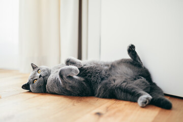 British cat lying relaxed and confident on the floor at home.