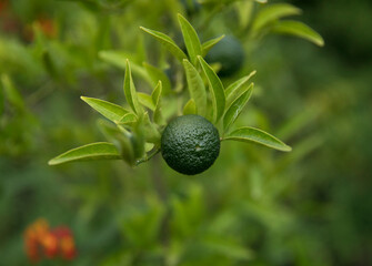 Lemon plantation in the kitchen garden. Fresh cooking ingredientes. Closeup view of a green Limonia aurantifolia tree, also known as lime, fruit. 