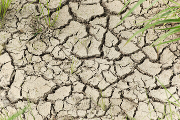 Dried, cracked, light brown mud with a little grassy vegitation.