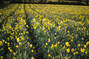 field of daffodils 