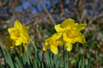 daffodils in spring