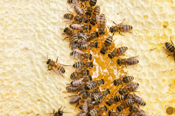 Honey bees on honeycomb at work in hive