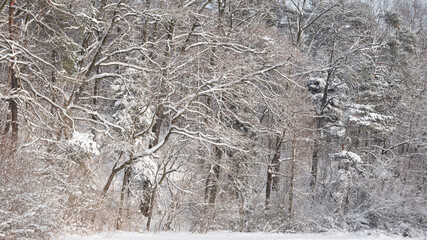 snowy forest snow covered branches 