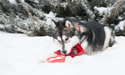 Lying alaskan malamute dog in red scarf with heart gift box. Valentine day. 