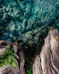 Raíces de árbol en río con agua cristalina