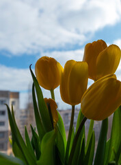 Obraz premium yellow tulips against a background of blue sky and houses, tulips in a transparent vase, copy space
