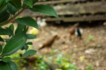 leaves in the garden