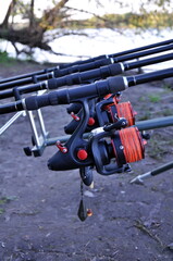 Fishing rods with reels and line for carp mounted on a rodpod