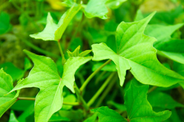 green leaves background