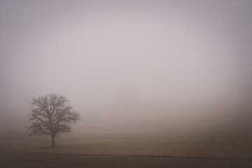 Ein Baum auf einem Feld im Nebel
