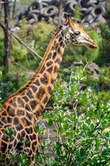 giraffe in the foliage
