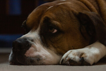 Head portrait of Australian Bulldog
