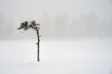 Lonely pine tree in front of the foggy, snowy pine woods in Norway. Almost black and white.