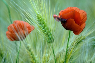 Czerwona parka.  © ARTUR