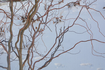 Branches of curly willow Matsudan in form of spiral. Winter tree on background of cloudy sky. Selective focus, blur