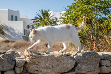 A cat on street in Chora town on Folegandros island, Cyclades islands, Greece