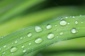 Drops on a leaf after rain	