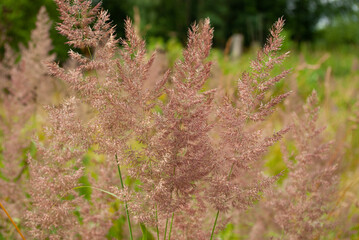 Beautiful meadow grass swaying on wind. Set Sail Champagne. Summer. Selective focus.