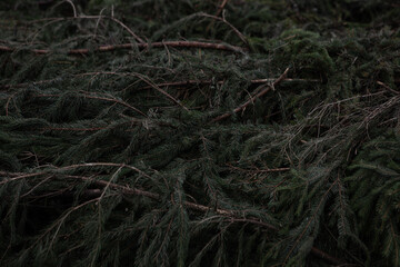Background for projects from branches of the Christmas tree