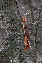 Ein Eichhörnchen im Geäst eines Baumes
